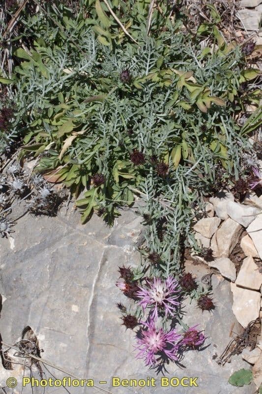 Centaurea resupinata
