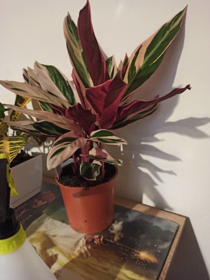 Stromanthe 7