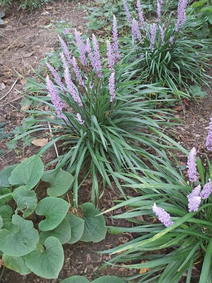 Liriope 25