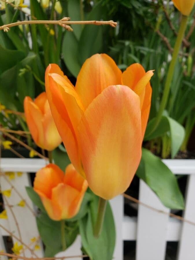 Tulipano 4