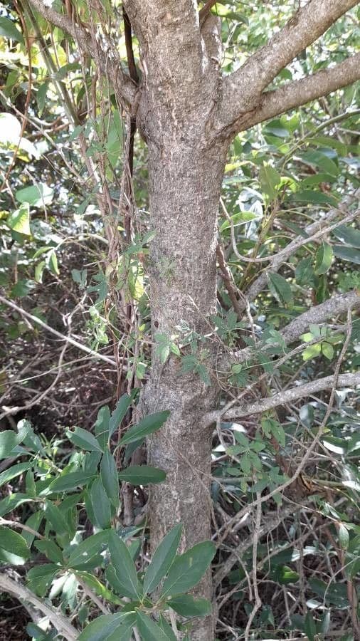 Citharexylum 18