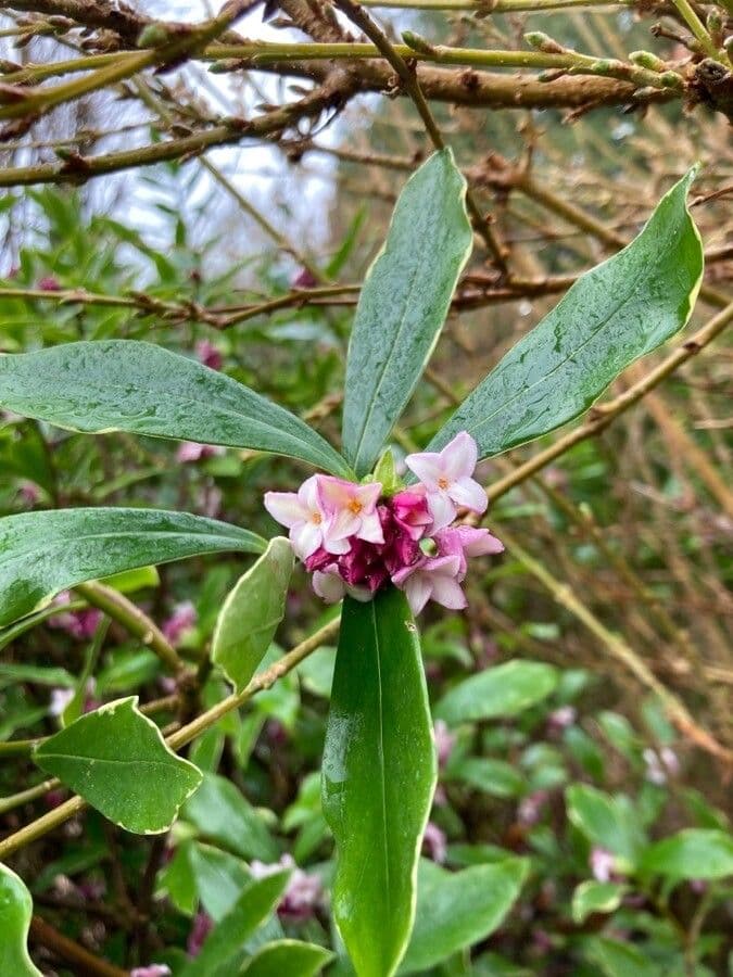 Daphne odora 7
