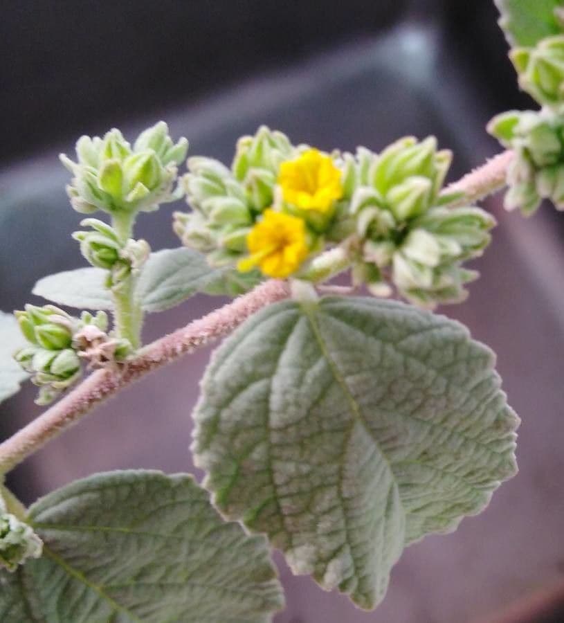 Eiförmigblättrige Waltheria 2