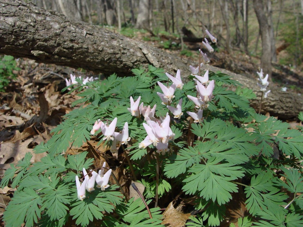 Dicentra de capucha 10