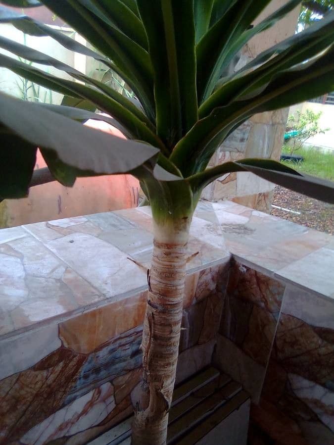 Yuca gigante 17