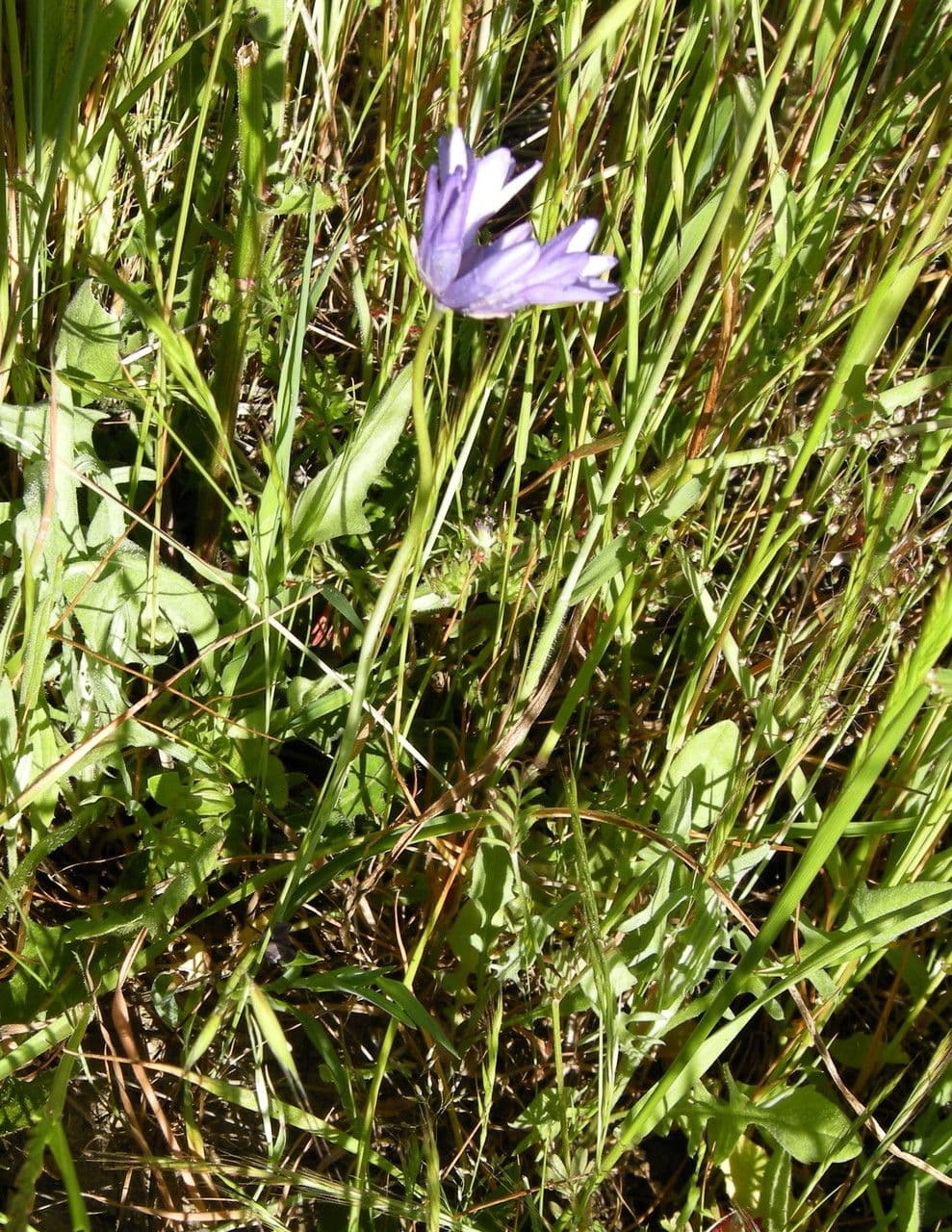 Dichelostemma congestum 6
