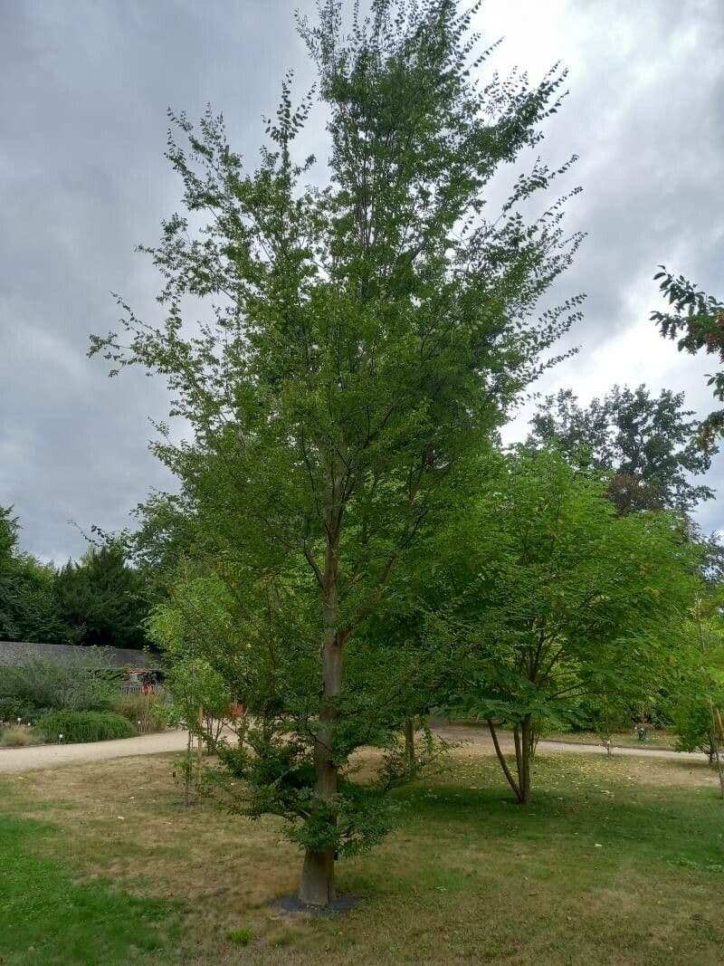 Zelkova cinese