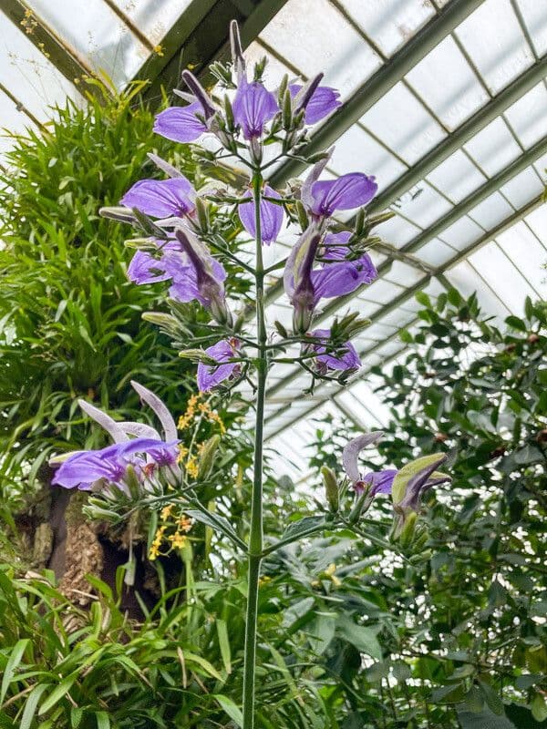 Brillantaisia 3