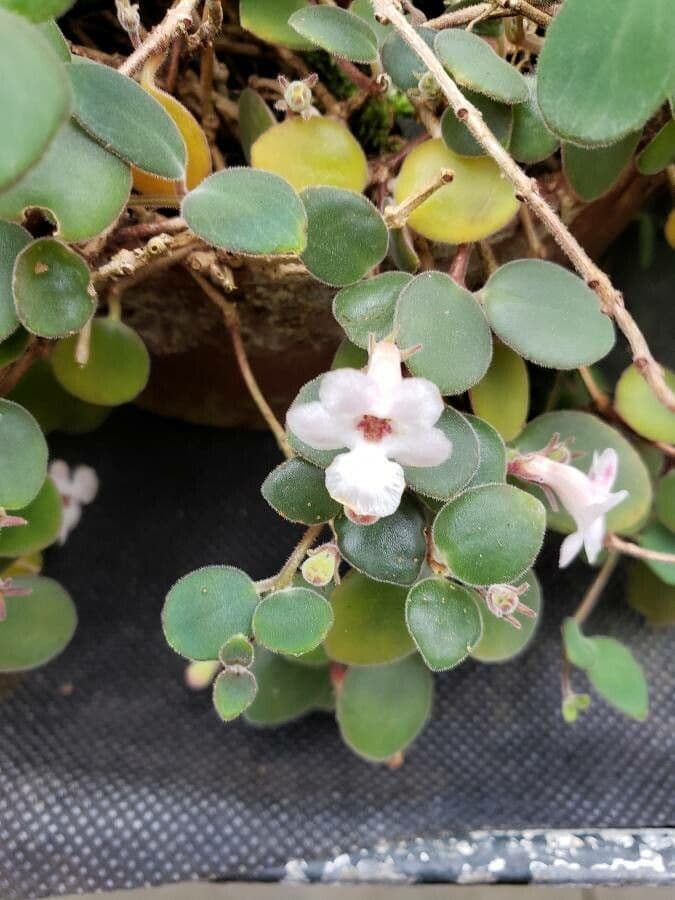 Codonanthe 3