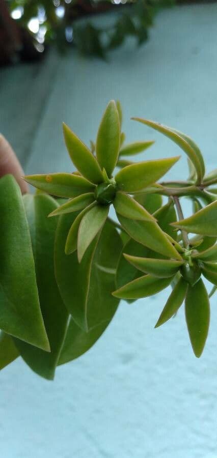 Pereskia 27
