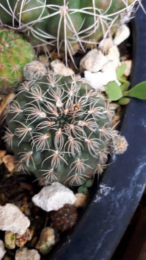 Gymnocalycium verde-rosso 12