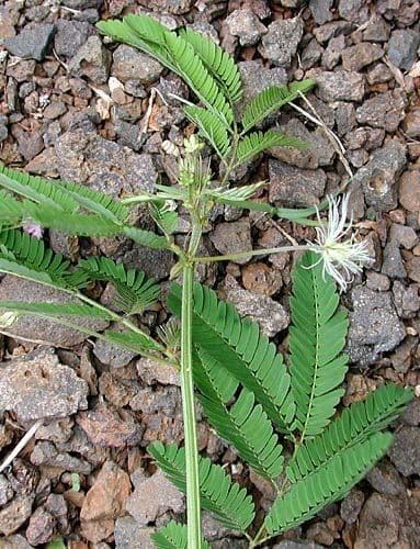 Desmanthus 3