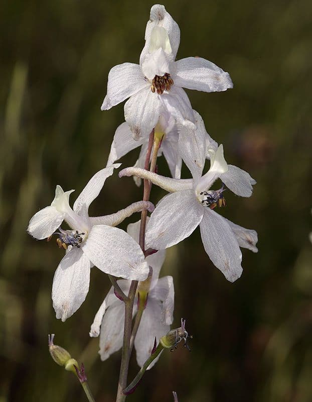 Delphinium gypsophilum 2