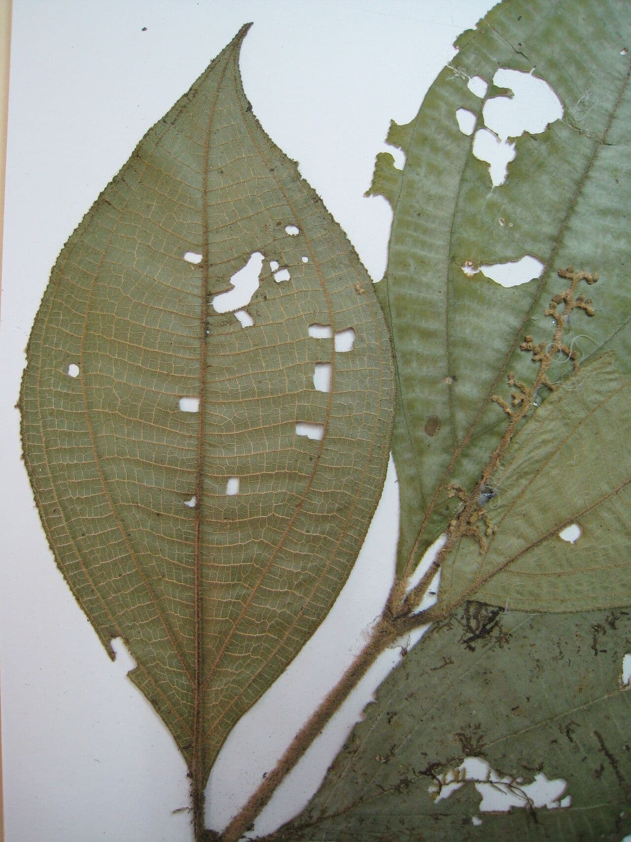Miconia 4