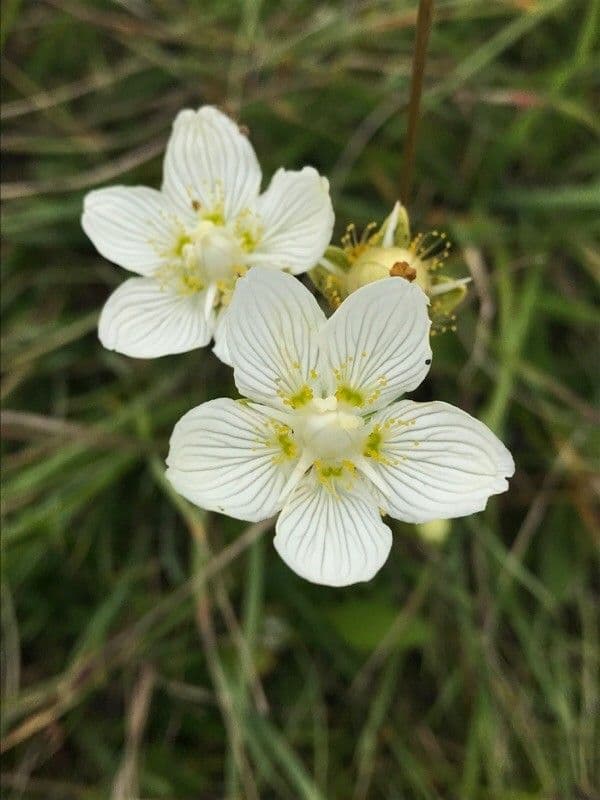 Parnassia 8