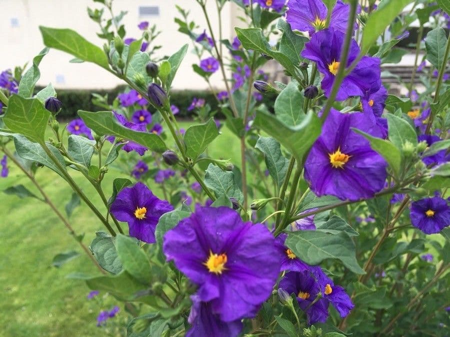 Lycianthes 7