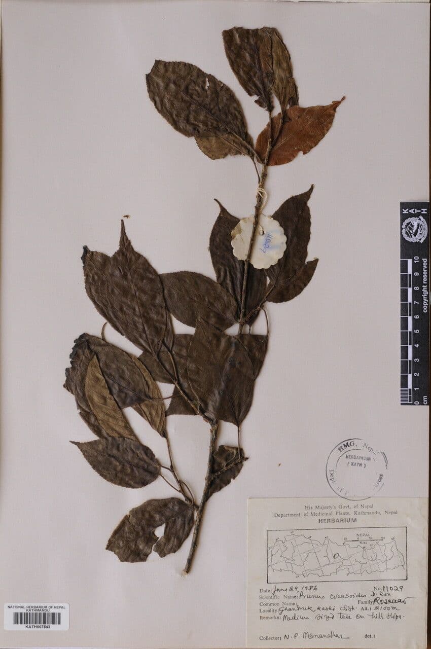 Ciliegio himalayano 3
