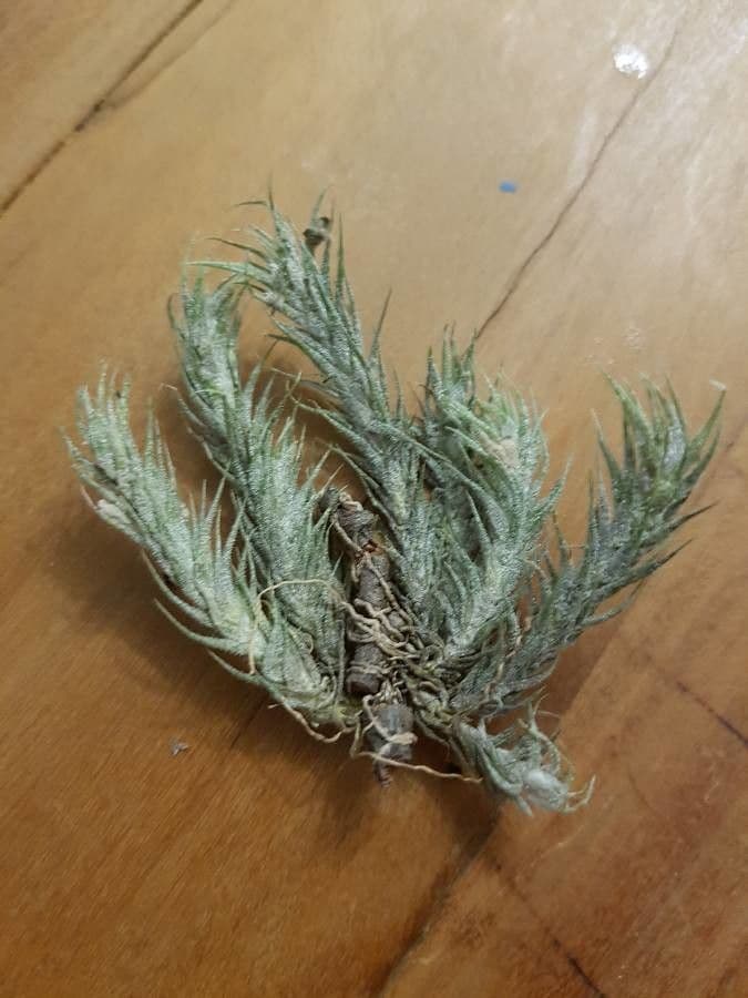 Tillandsia 15