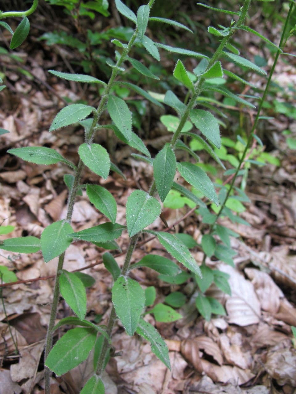 Baumgartens Glockenblume 8