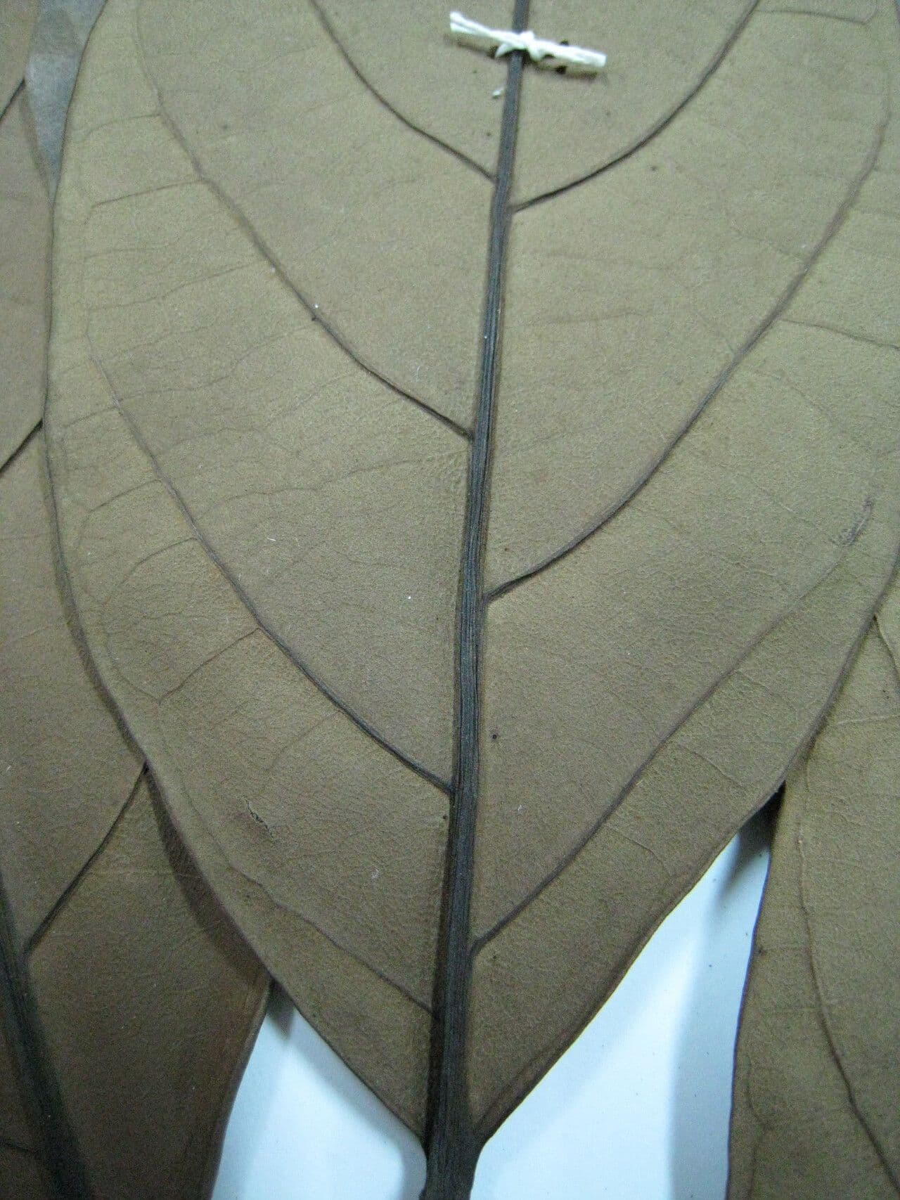Tabebuia 6