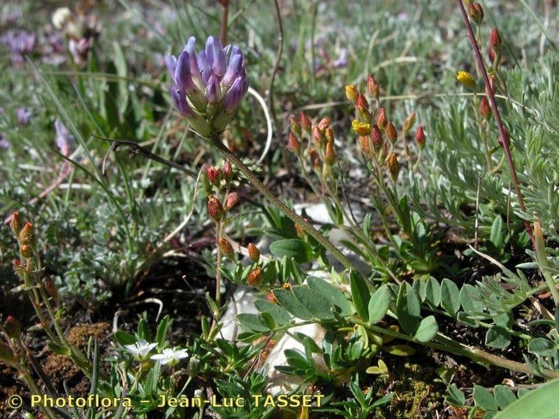 Astragalus 20