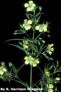 Lysimachia