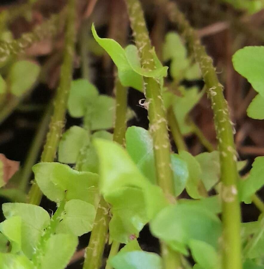 Nephrolepis exaltata 14