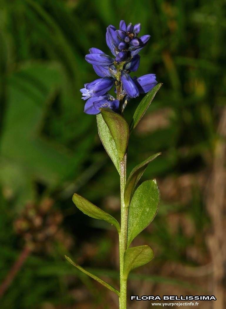 Mléčka alpská 19