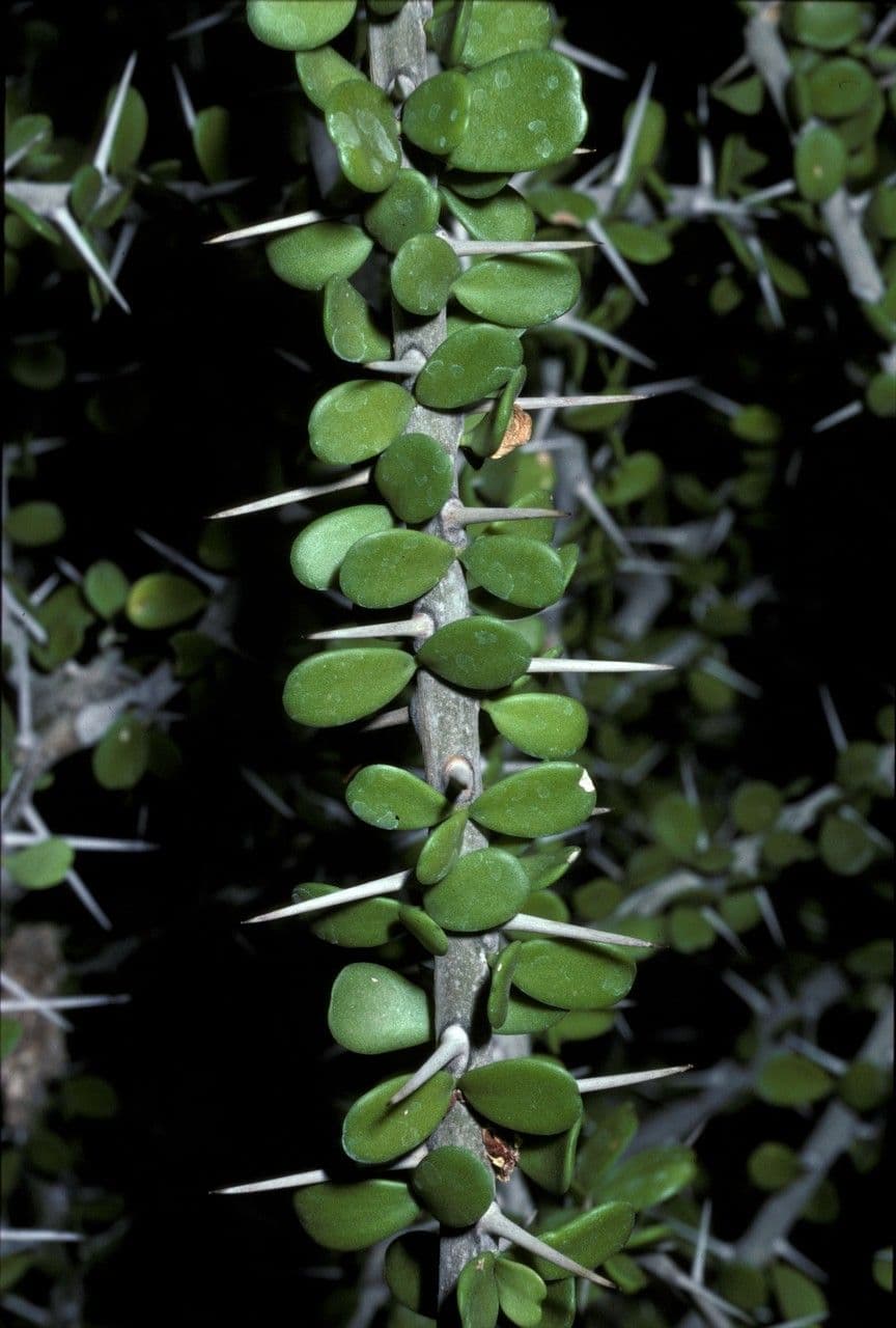 Alluaudia 9