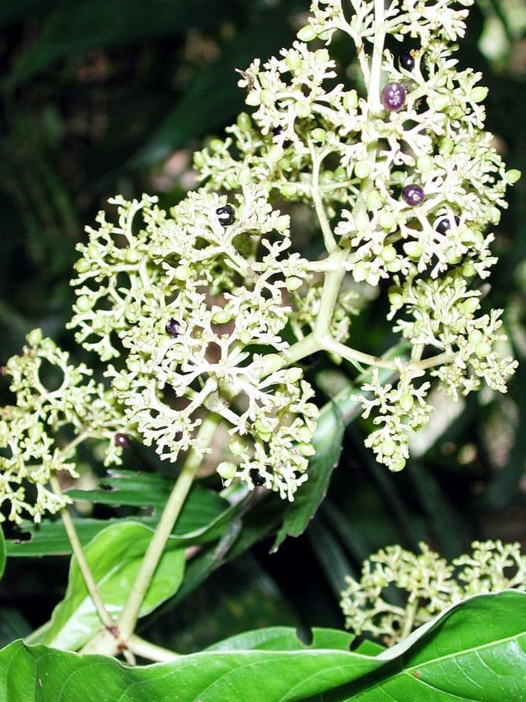Palicourea 10