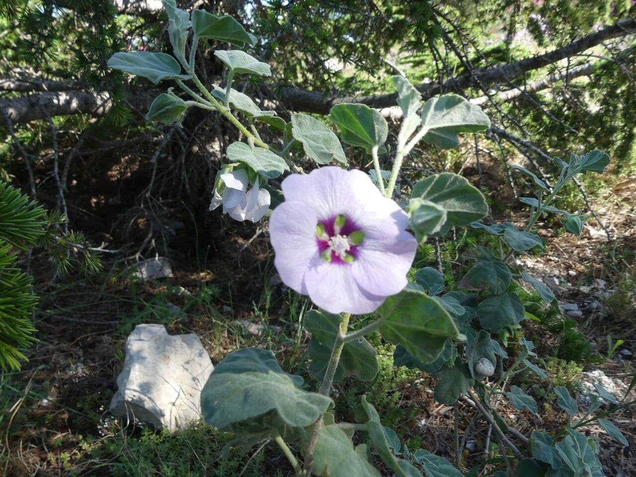 Malva subovata 30