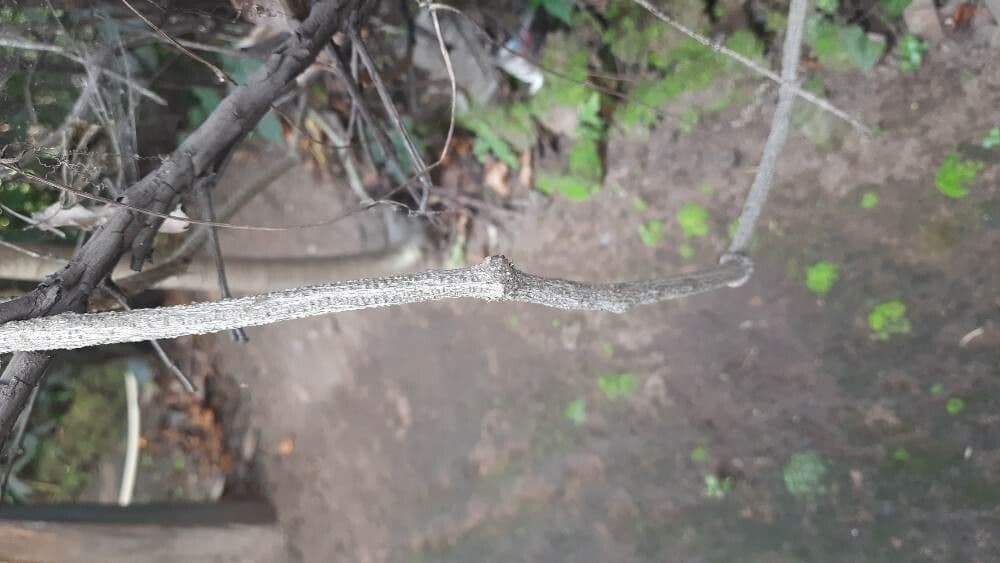Melón escarlata 21