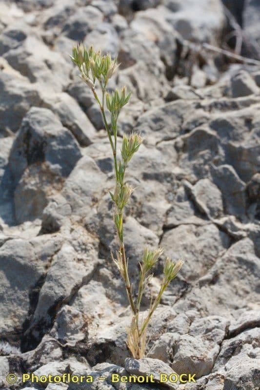 Minuartia glomerata 5