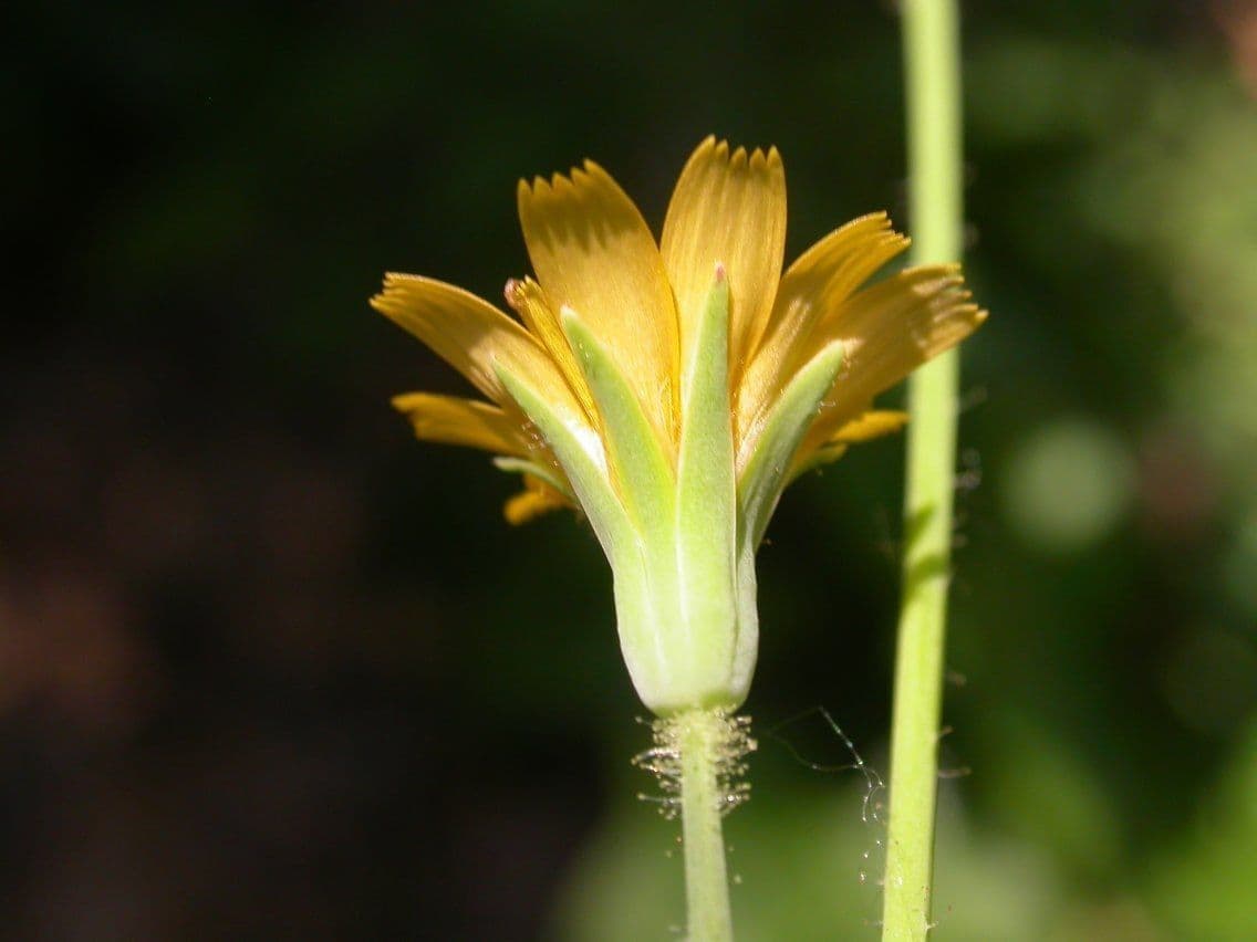 Krigia virginiana 5