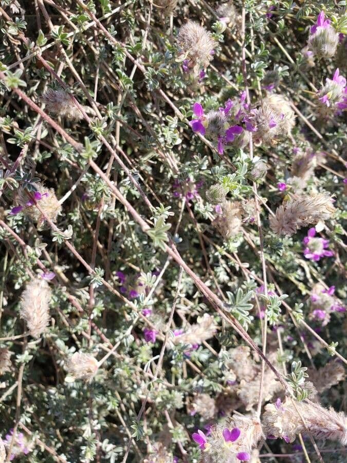 Dalea 2