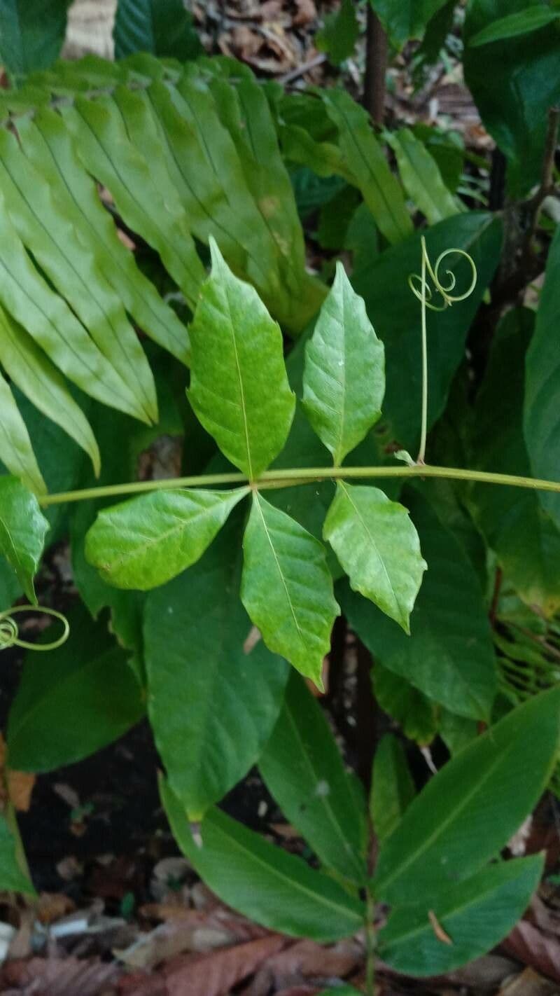 Paullinia pinnata 14