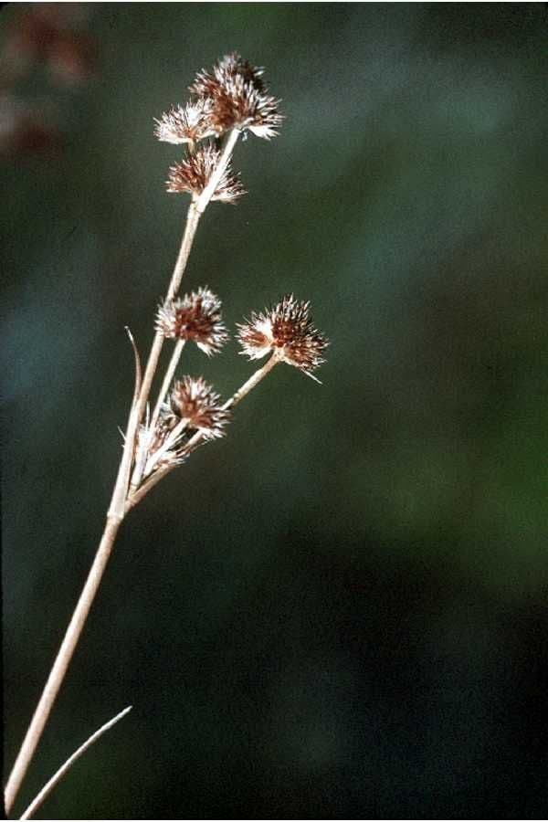 Juncus validus