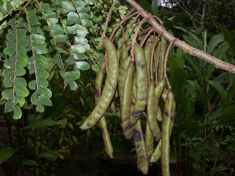 Stryphnodendron 14