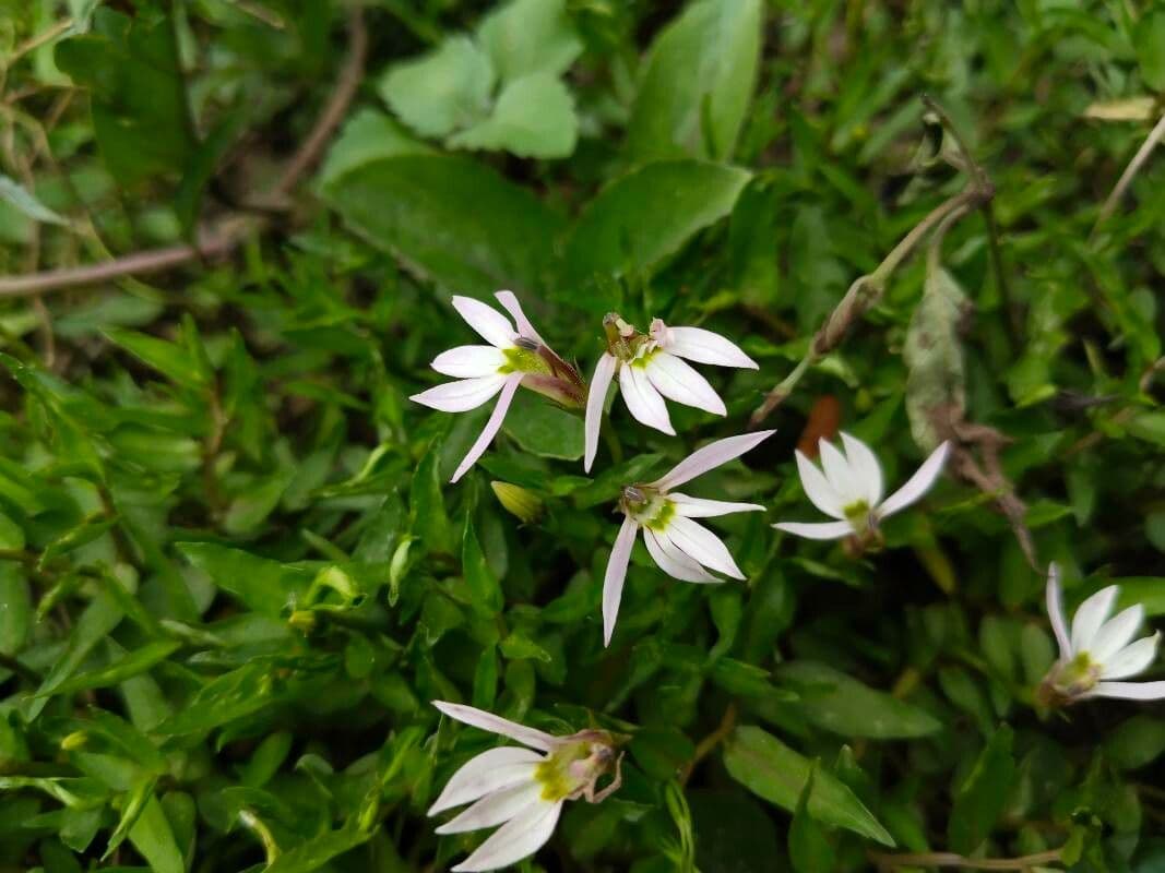 Lobelia cinese