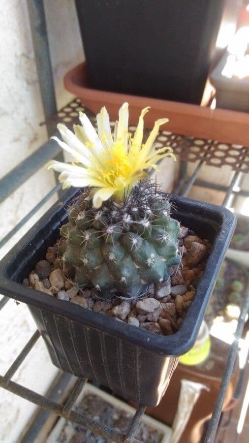 Copiapoa 8