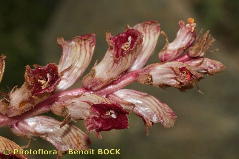 Succiamele gracile
