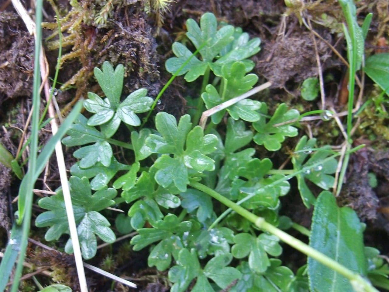 Pryskyřník 13