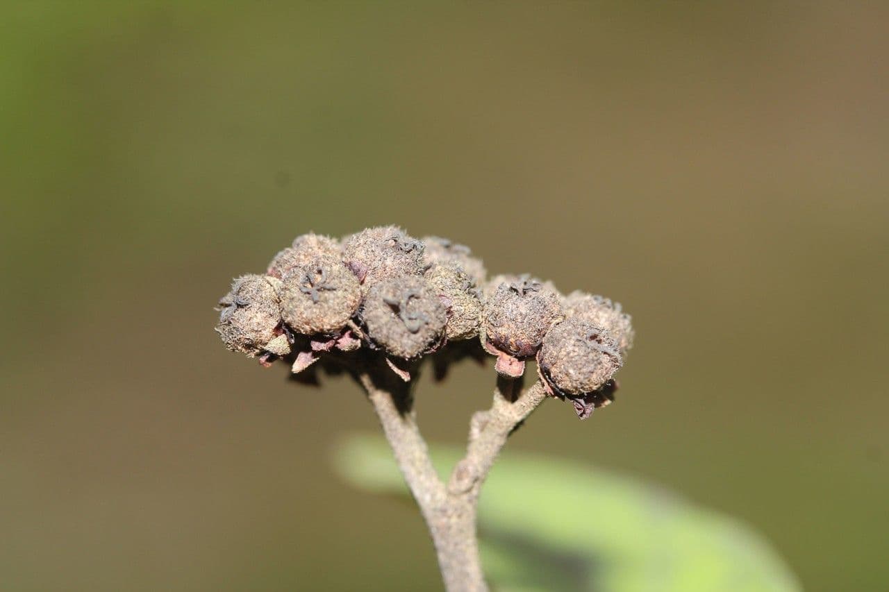 Dombeya 4