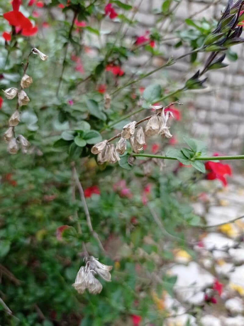 Salvia a foglie piccole 4