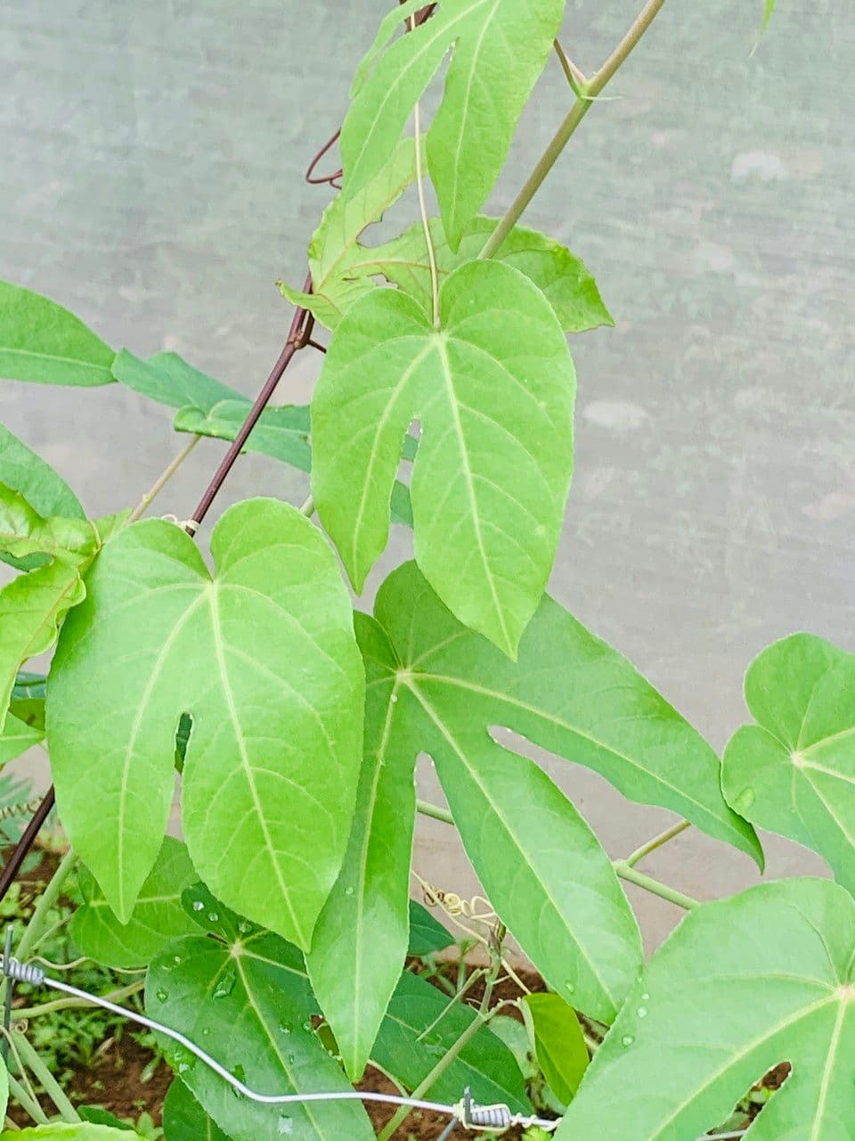 Passiflora