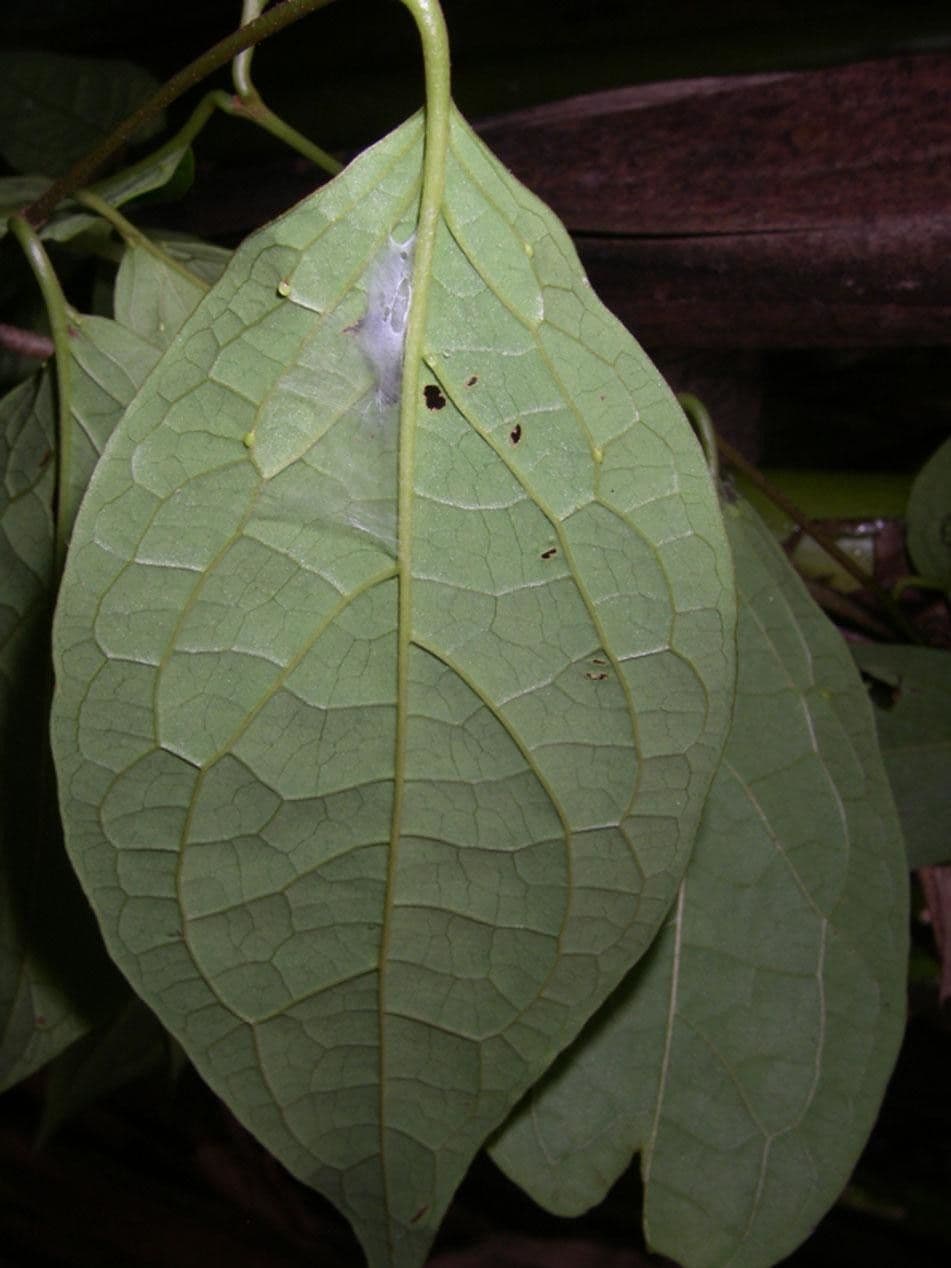 Heteropterys 15