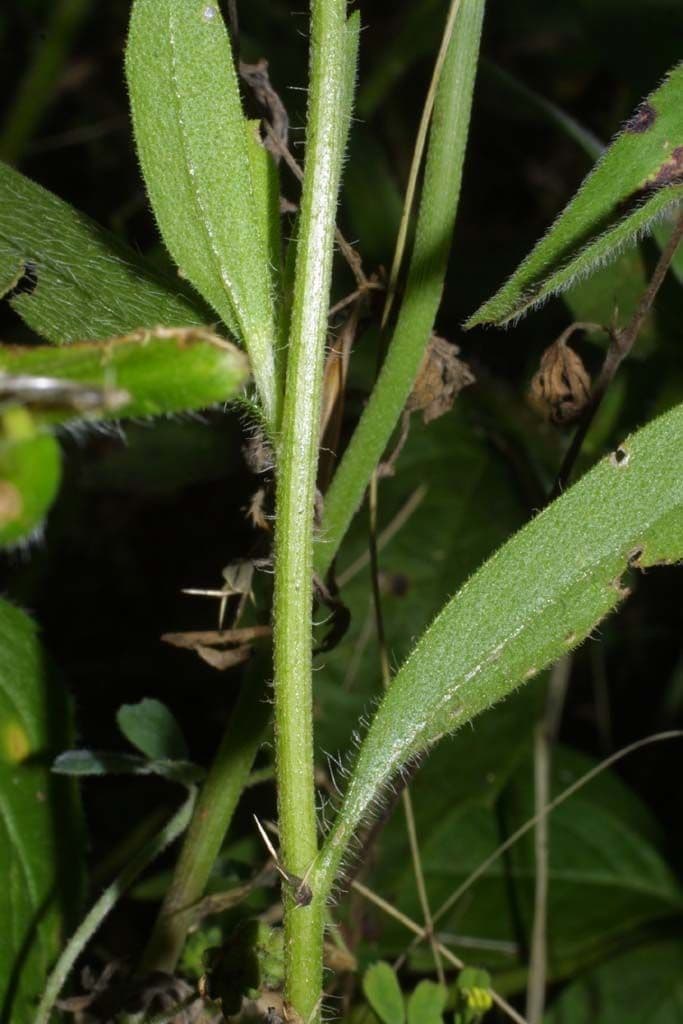 Gaillardia 25