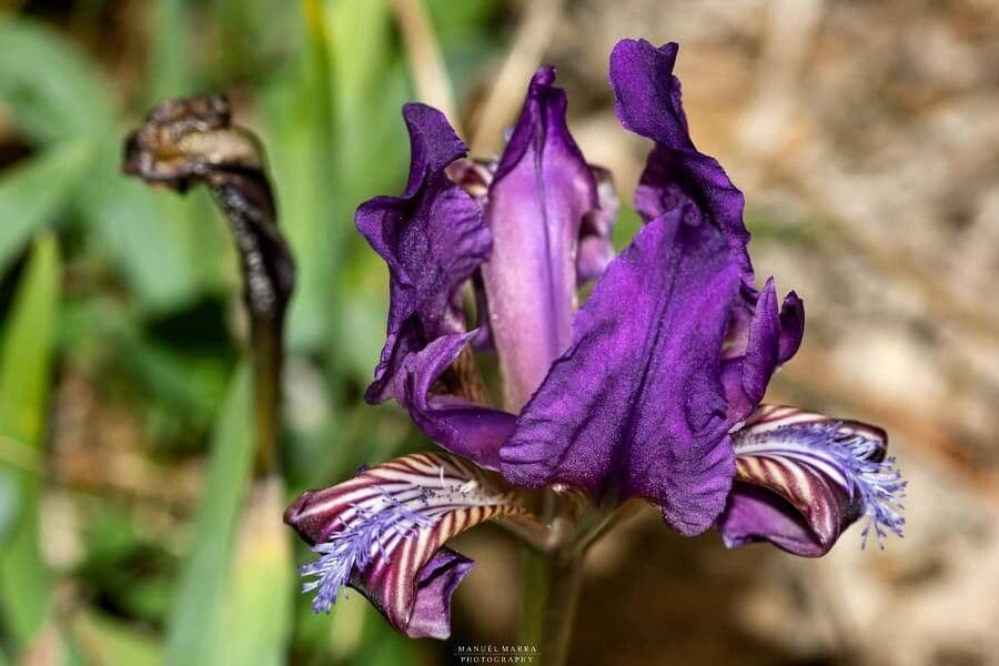 Iris 4