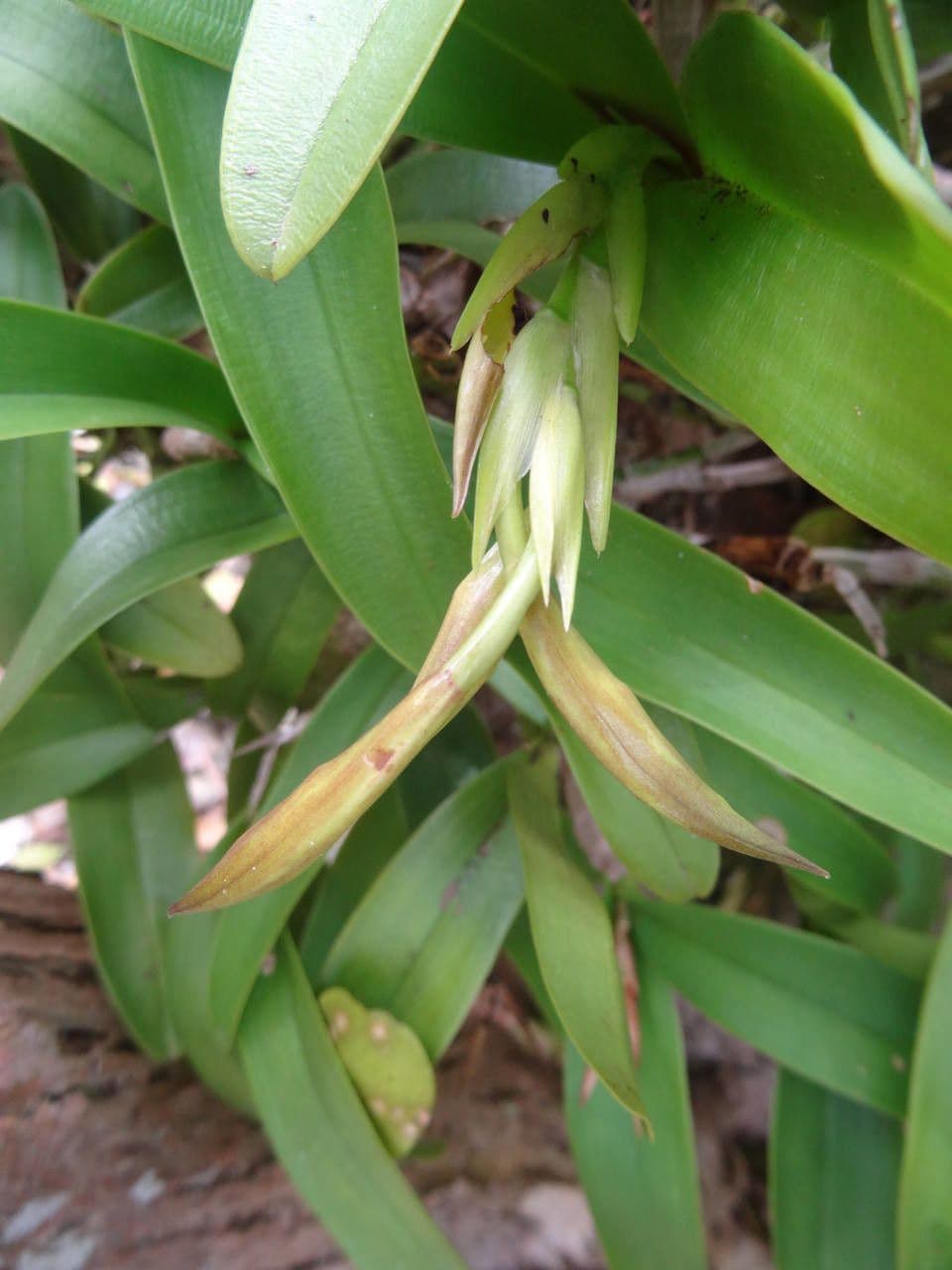 Epidendrum ciliato 3
