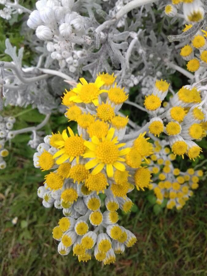 Cineraria 8